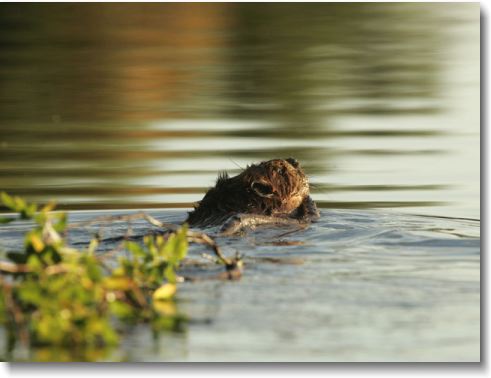 Beaver with willow branch.