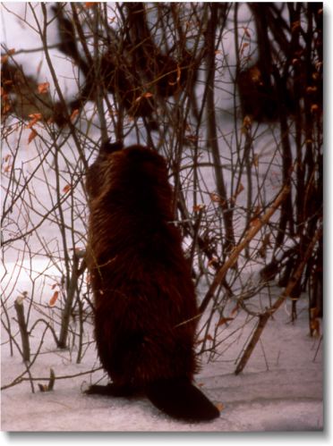A beaver eating in the snow.
