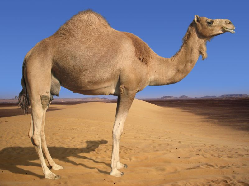 South African Camel