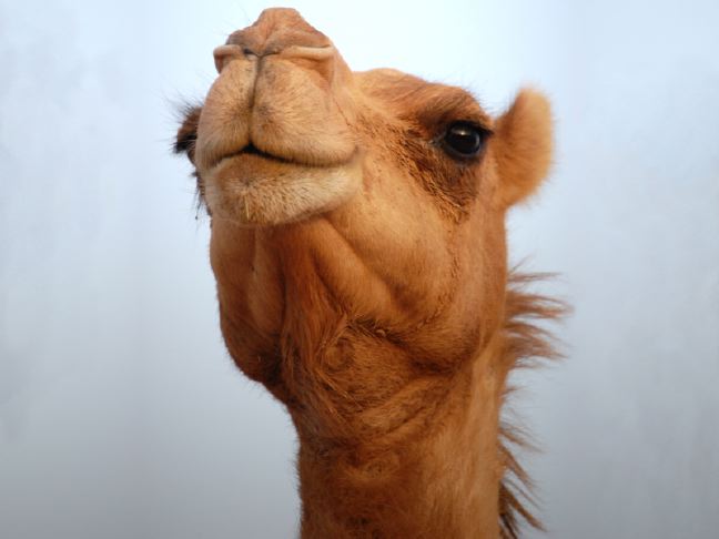 camel lip