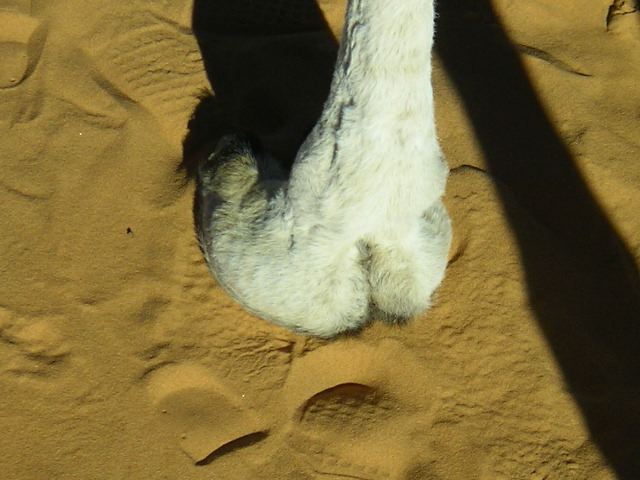 Camel's Foot