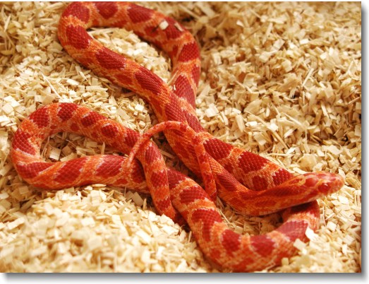 Red Corn Snake