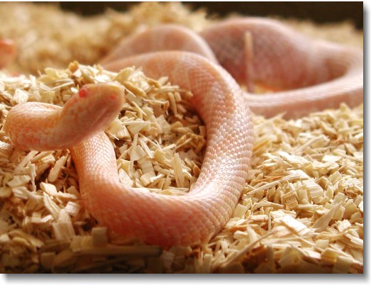 A young snow corn snake.