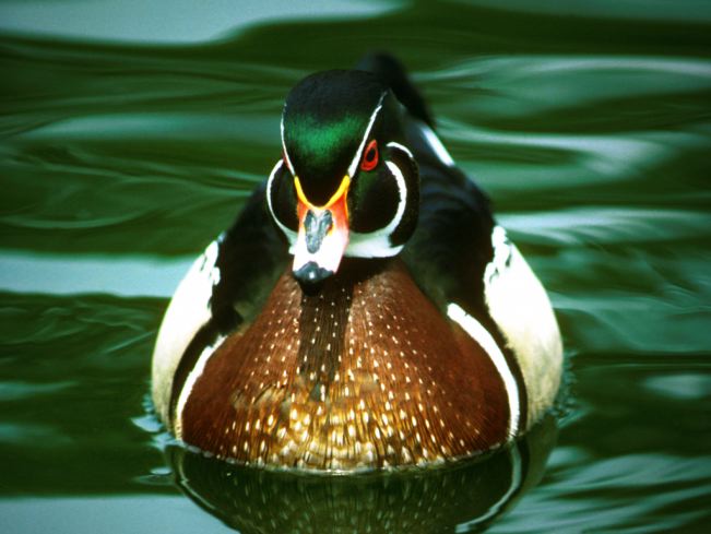 wood duck. wood duck, isn#39;t wooden at