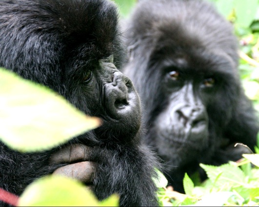 Two Young Gorillas