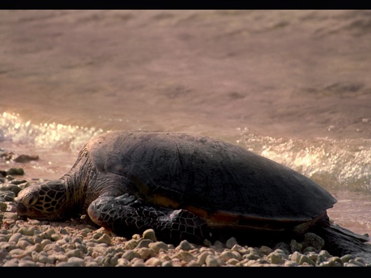 A green sea turtle napping on the beach.