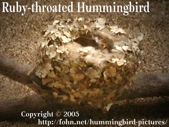 ruby throated hummingbird nest pictures: Select a hummingbird by its