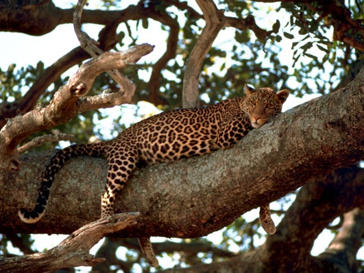 Leopard Sleeping in a Tree