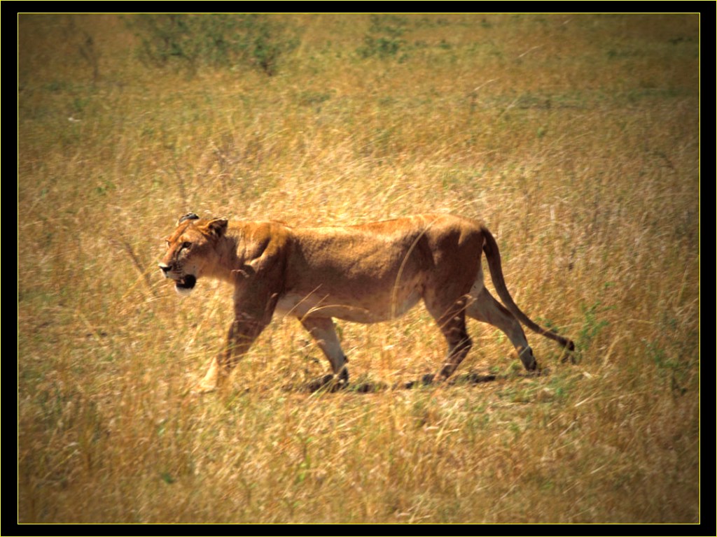 walking lioness