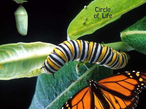 Monarch Butterfly Circle of Life