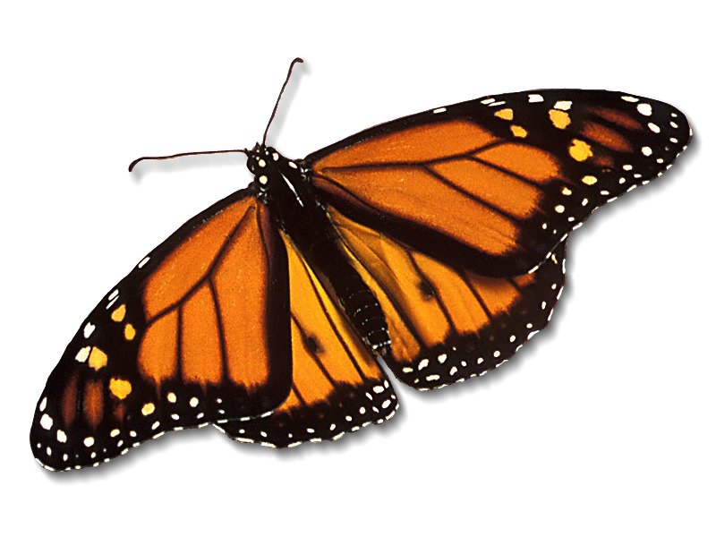 Monarch Butterfly Pictures