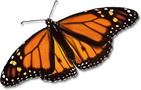 monarch butterfly photos