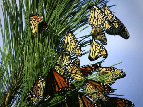 Monarch Butterflies in a Tree