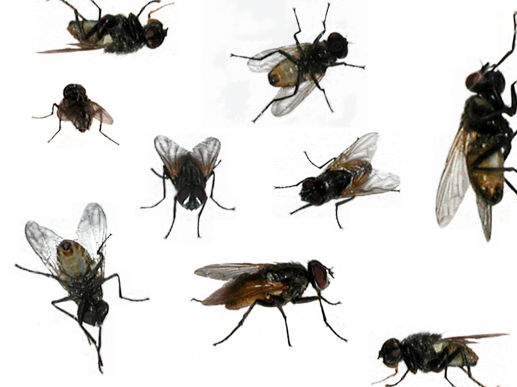 pictures-of-flies-houseflies