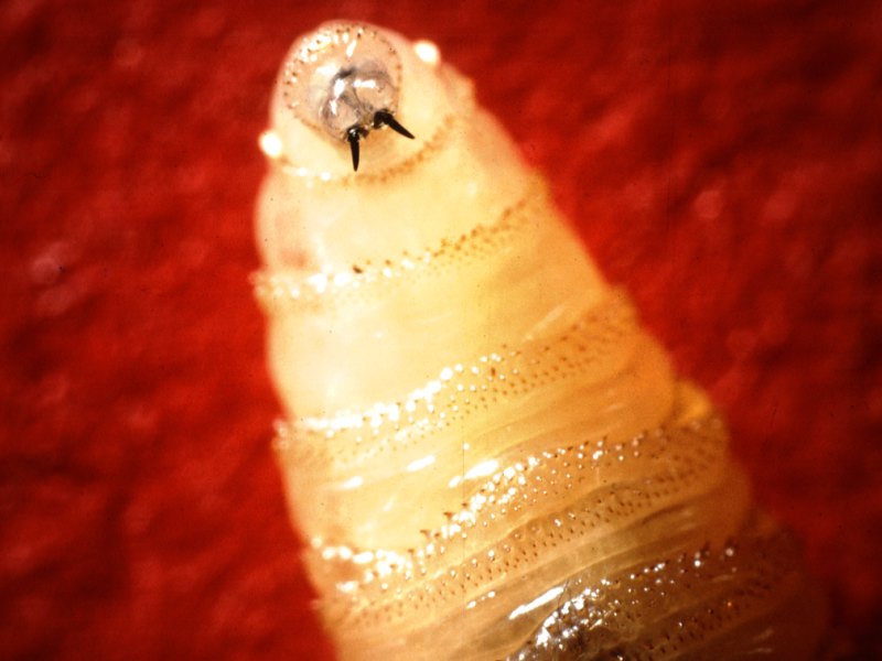 screw-worm-larvae_800x600.jpg