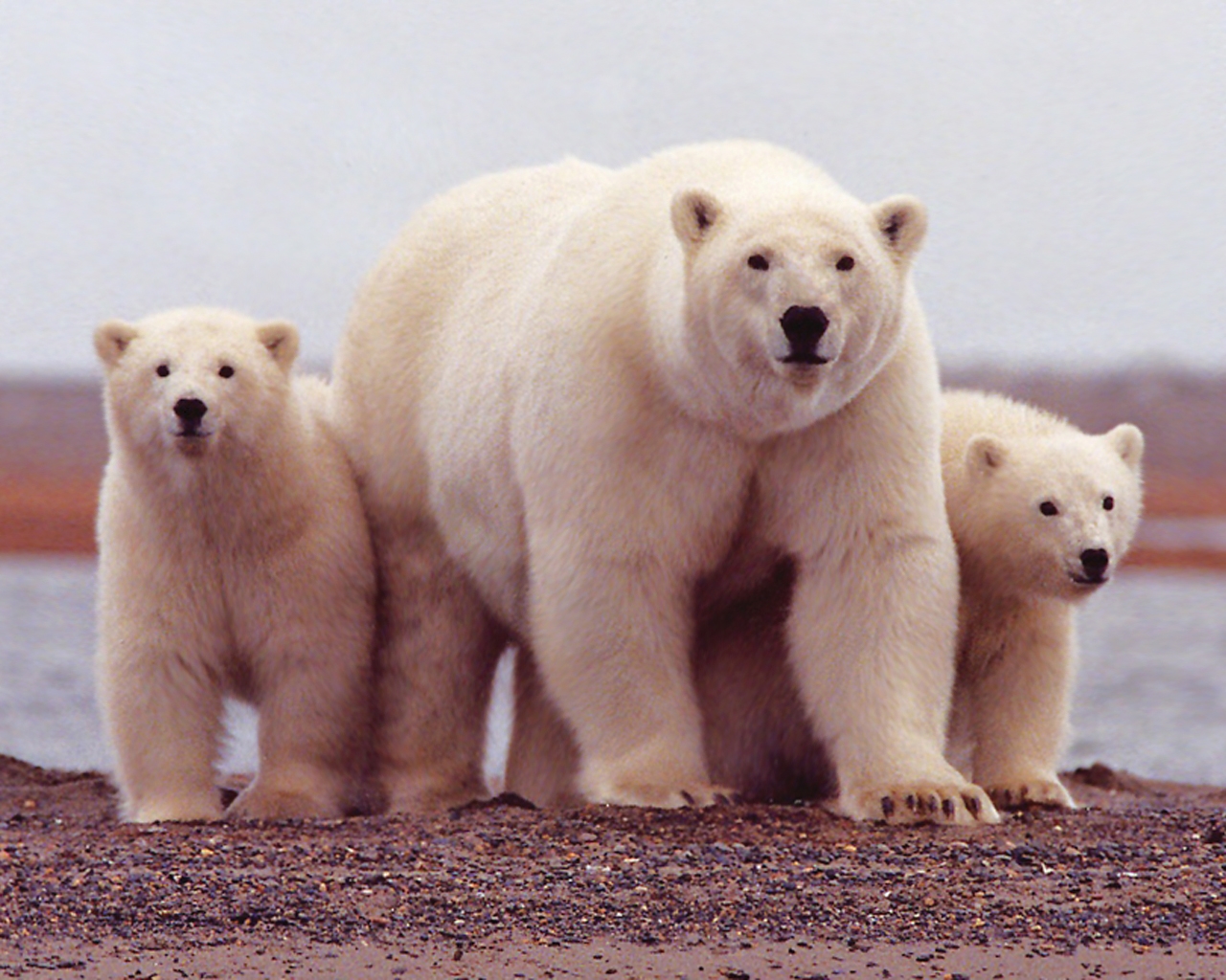 White Polar Bear computer desktop wallpaper (click to download wallpaper):