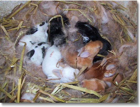 A nest full of baby rabbits.