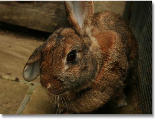 brown-rabbit.jpg