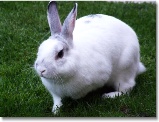 Rabbits Diet Facts And Statistics