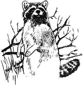 raccoon picture
