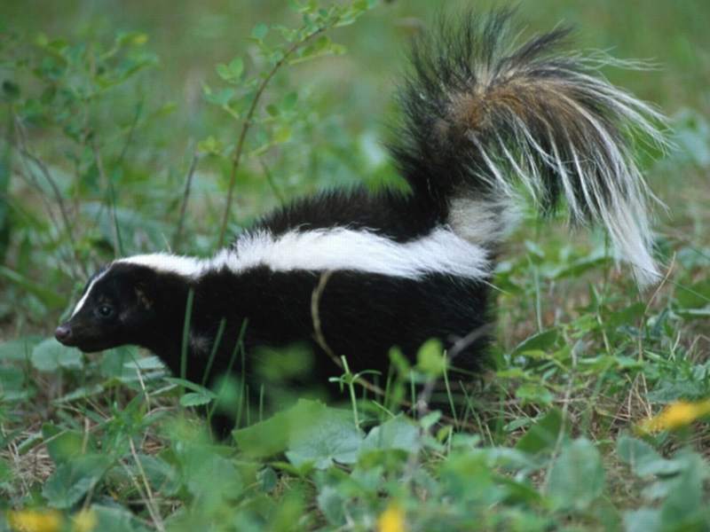 http://fohn.net/skunk-pictures-facts/skunk-images/Skunk-in-Grass-800x600.jpg