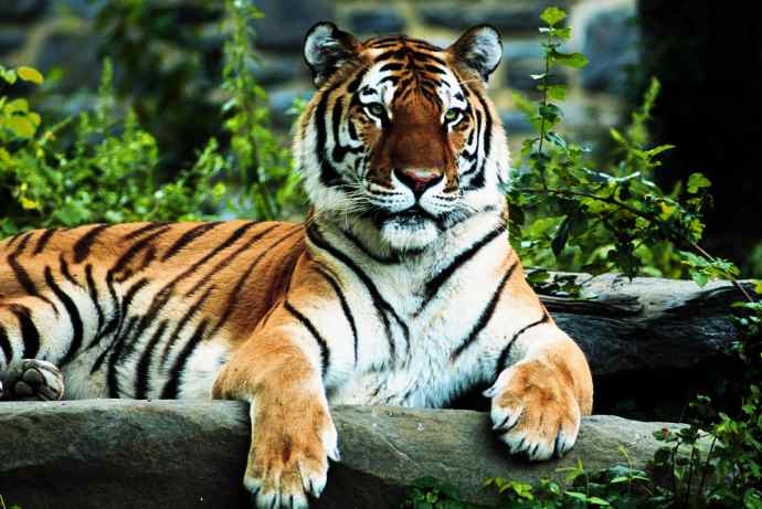 image: tiger-regal