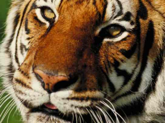 http://fohn.net/tiger-pictures-facts/tiger.jpg