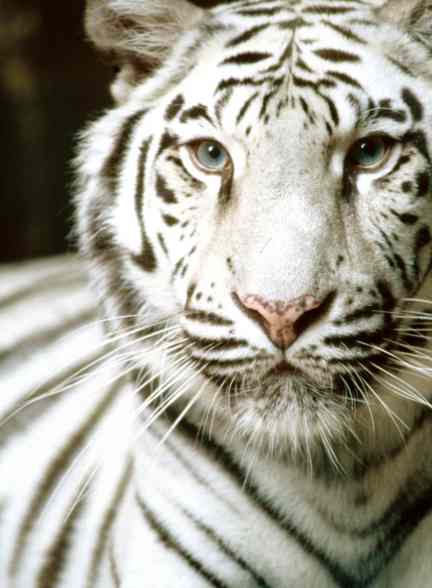 http://fohn.net/tiger-pictures-facts/white-tiger.jpg