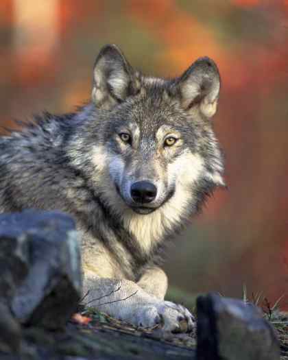 wolf images