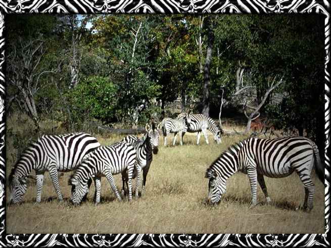 zebra pictures