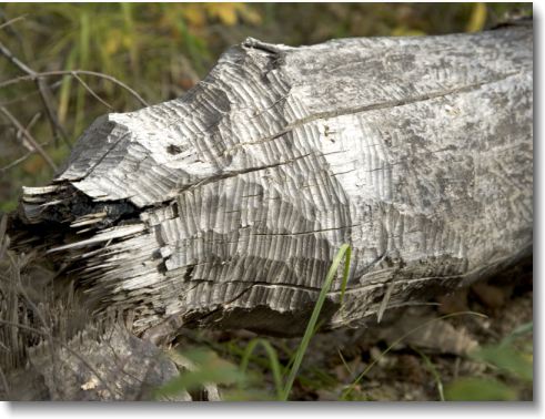 A beaver-chewed log.