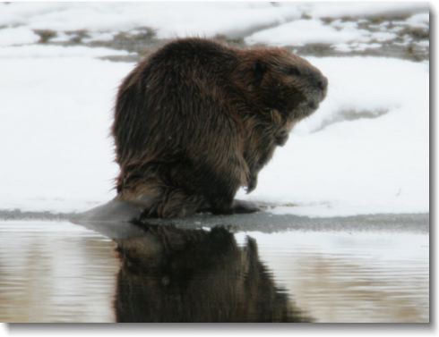 A beaver in the snow at Soda Butte Creek, Yellowstone National Park.