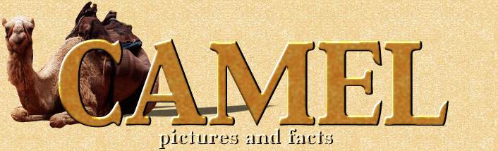 Camel Pictures and Facts
