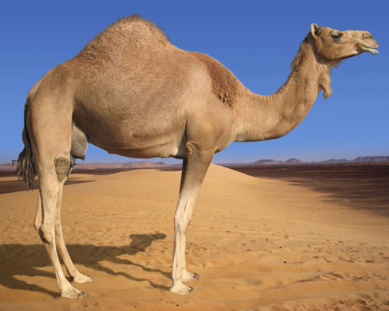 Camel Pictures and Facts