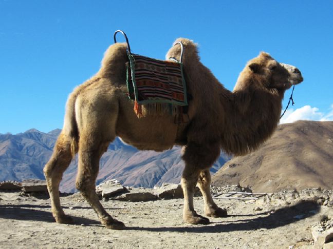 A Bactrian camel