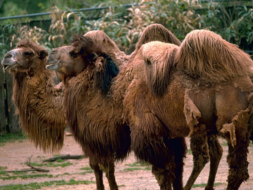My Personal Take on Wearing the Gamboo3a/Shambassa Pouf/Camel Hump Hair  Clips