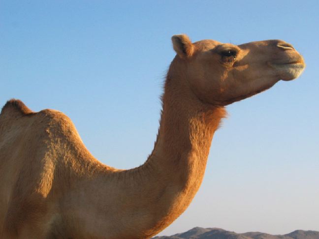 A camel in the evening light