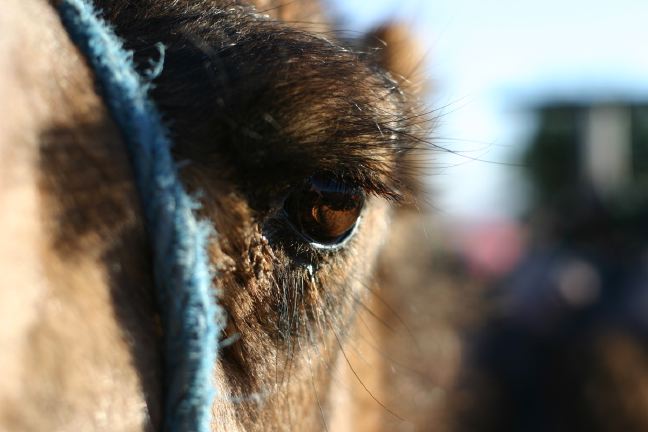 A camel's eye