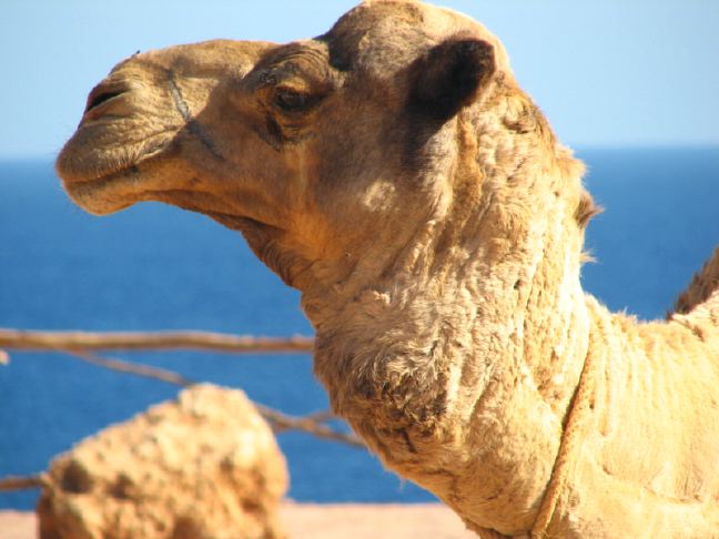 Profile of a camel
