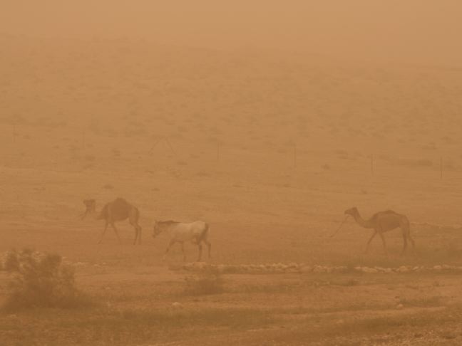 Camels in a sandstorm