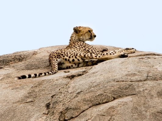 A cheetah lounging in the Serengeti