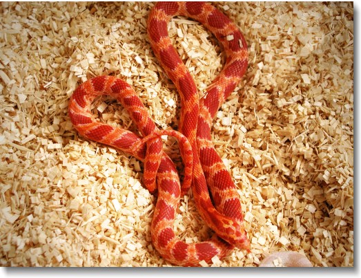 Best corn best sale snake bedding