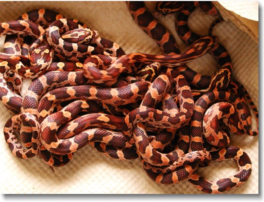 Baby corn snakes.