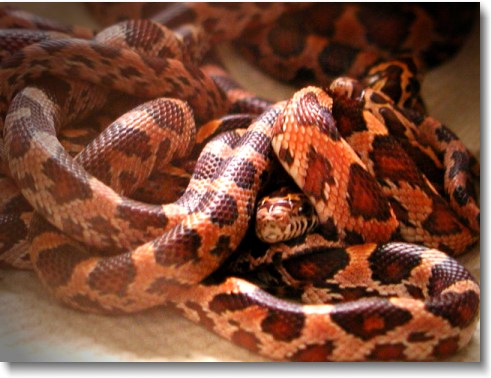 A baby corn snake peers out at the world.