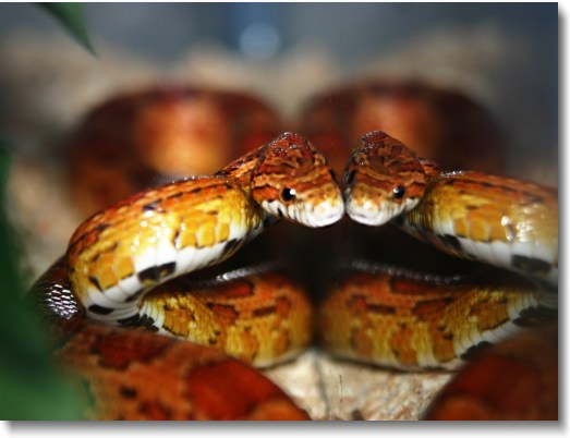 A corn snake beside a mirror.