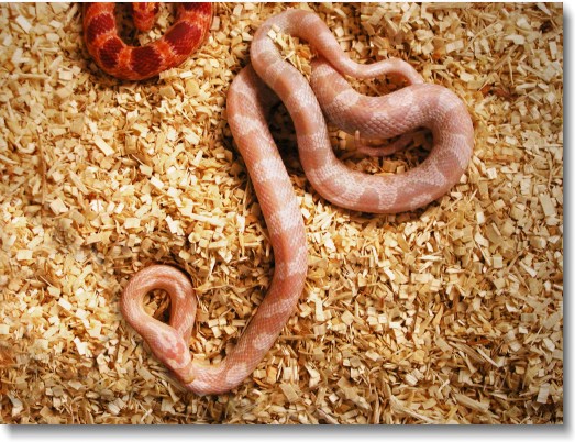 The full view of a snow corn snake, with an amelanistic corn snake looking on.