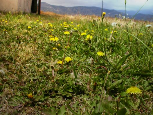 Dandelion Field