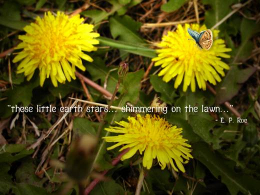 Dandelion Stars