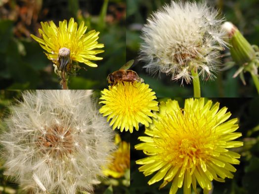 Dandelions