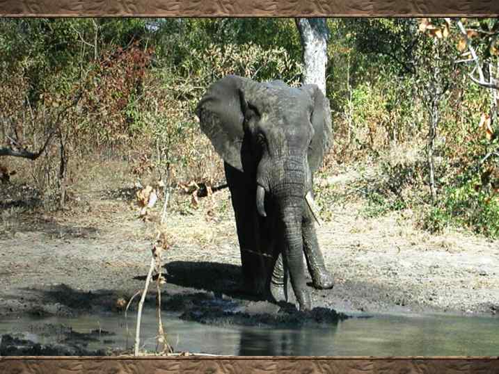 elephant pictures